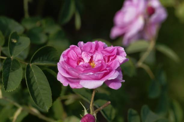 تصویر 1 از گل محمدی صورتی خوش رنگ در تهیه شربت و دمنوش سنتی